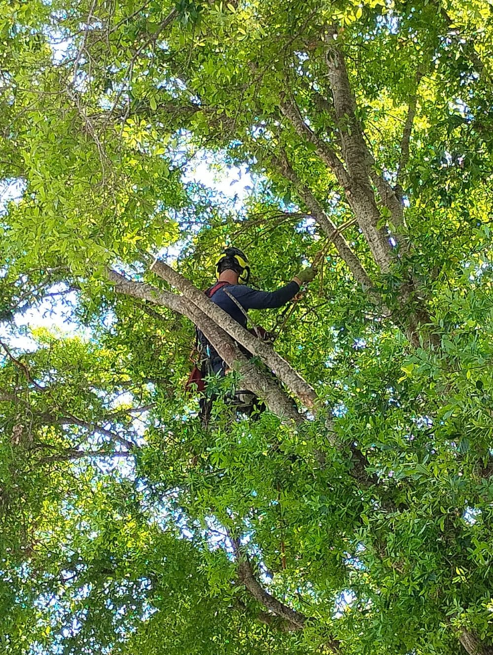 About Payless Tree Service